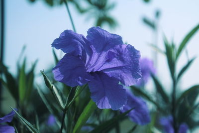 Close-up of purple flowering plant