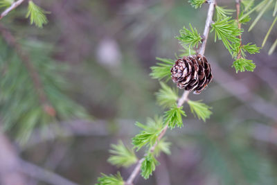 Close-up of pine cone on tree