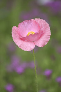 Close-up of pink flower