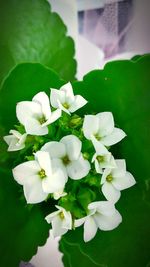 Close-up of white flowers