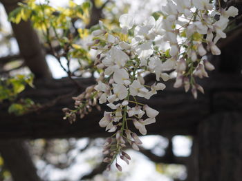 Close-up of white cherry blossoms in spring