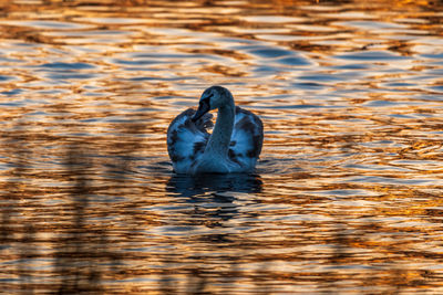 Swan swimming in a lake