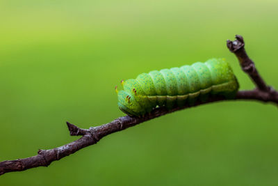 Close-up of insect on green leaf