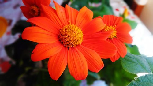 Close-up of red flower