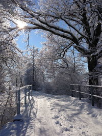 Bare trees in park