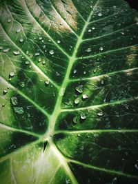 Full frame shot of raindrops on leaves