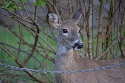 Close-up portrait of deer outdoors