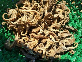 High angle view of an animal representation