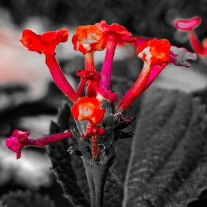 Close-up of red rose flowers