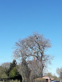 Low angle view of tree and building against clear blue sky