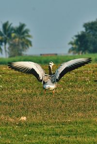 Bird flying over a field