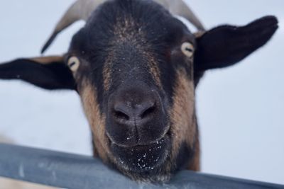 Close-up portrait of goat