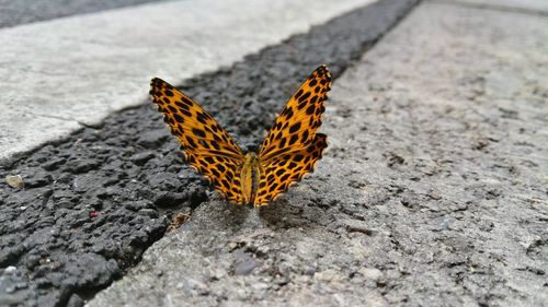 High angle view of butterfly on leaf