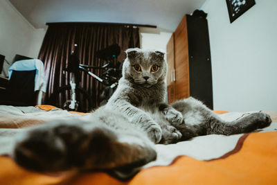Portrait of cat sitting on bed at home