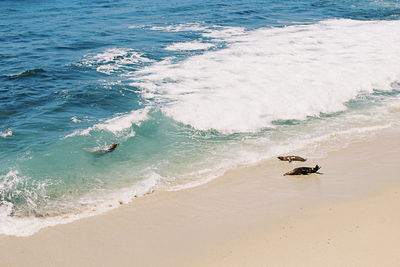 High angle view of birds on beach