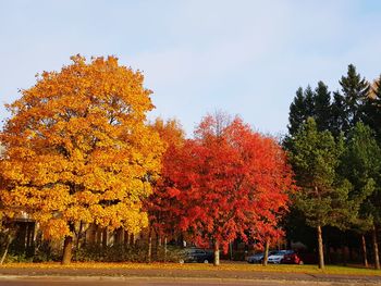 Autumn trees in park against sky