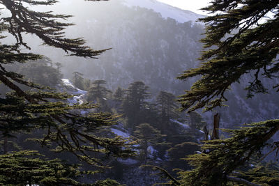 Pine trees in forest during winter