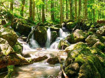 Scenic view of waterfall in forest