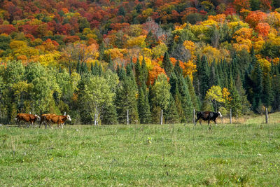 Scenic view of cows on pasture against autumn forest