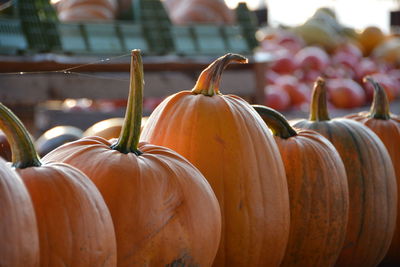 Close-up of pumpkins