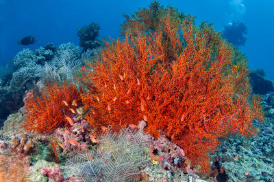 View of fish in sea