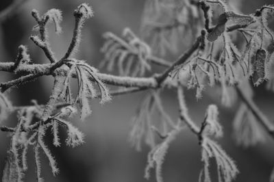 Close-up of plants during winter