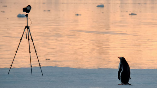 Bird in water at sunset