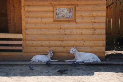 View of two goats 