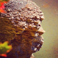 Low angle view of tree trunk