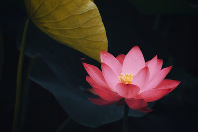 Close-up of lotus water lily