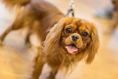 Close-up portrait of cavalier king charles spaniel