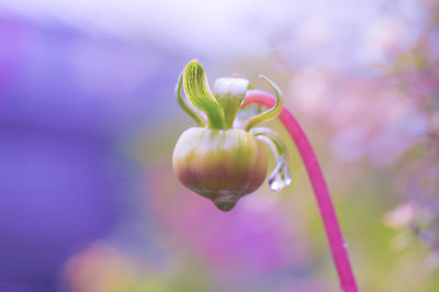 Close-up of water drop on flower bud