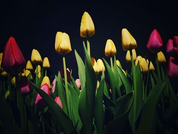 Close-up of yellow tulips blooming outdoors