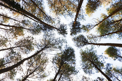 Low angle view of trees in forest against sky