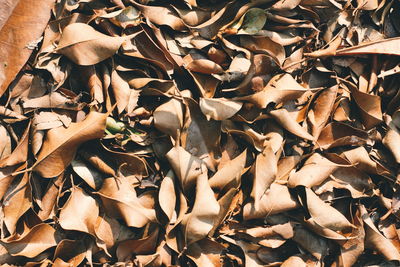 Close-up of fallen dry leaves