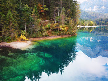 Scenic view of lake by trees in forest