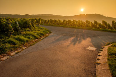 Road in vineyard with vines in sun of summer morning