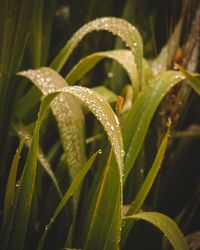 Close-up of wet plant