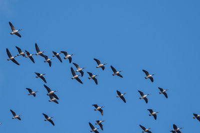 Low angle view of birds flying in the sky