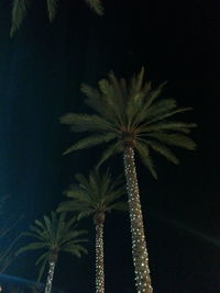 Low angle view of palm trees