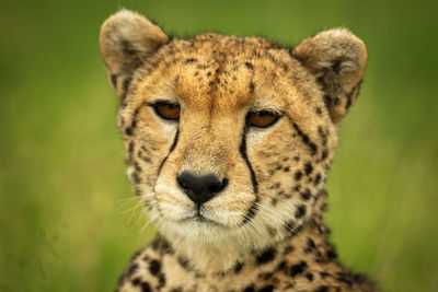 Close-up of cheetah face with grassy background