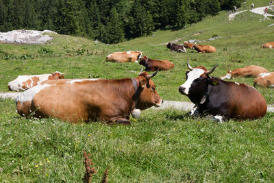 Cows on field