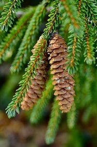 Close-up of pine cones on branch