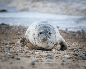 Close-up of seal on sand