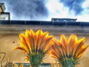 Close-up of yellow flowers against sky