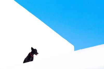 Low angle view of woman against clear blue sky