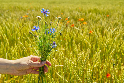 Close-up of hand holding purple flowers on field