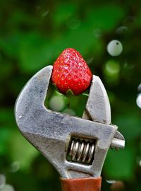 Close-up of strawberry growing on plant