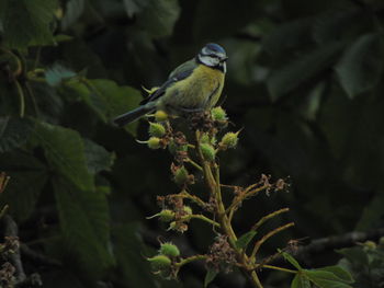 Bird perching on a tree