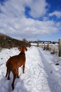 Dog on snow covered land